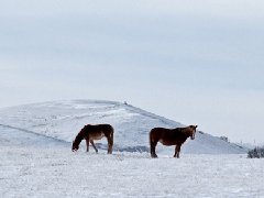 壩上小河頭
