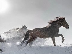 壩上雪原奔馬