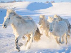 壩上冬季雪原奔馬