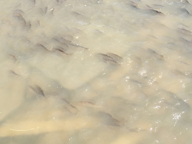 達里湖華子魚洄游