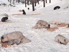 塞罕壩森林公園放生狐貍遭遇生存危機