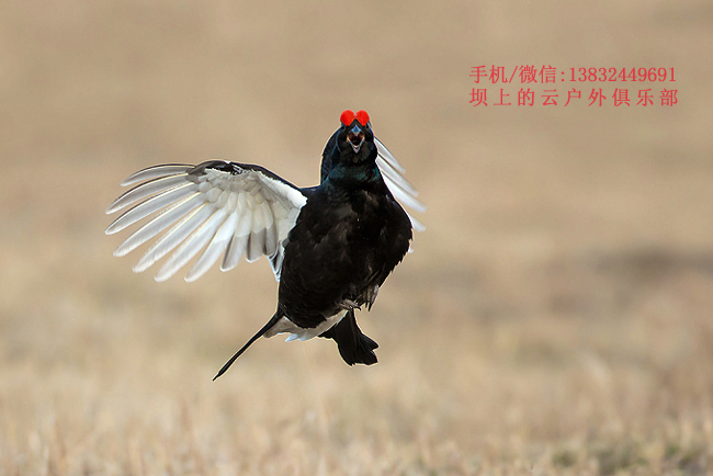 壩上黑琴雞拍攝